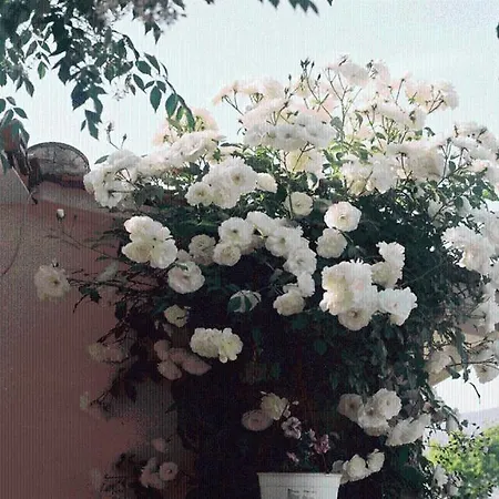 The Garden's * Vlikhon