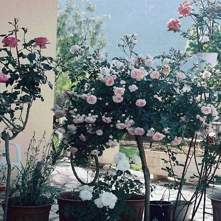 The Garden's Pensjonat