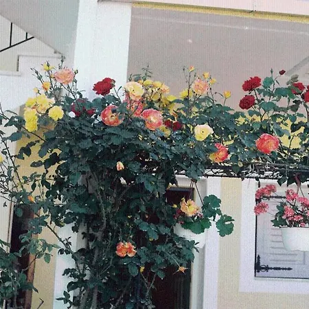 Konukevi The Garden's